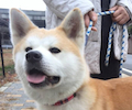 秋田犬